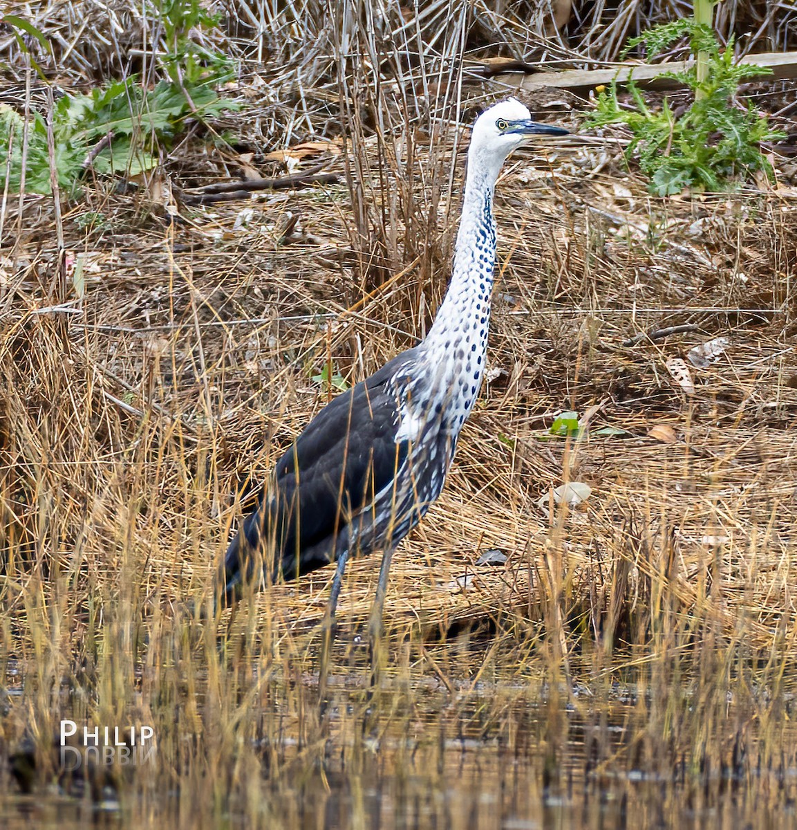 Pacific Heron - ML557058431