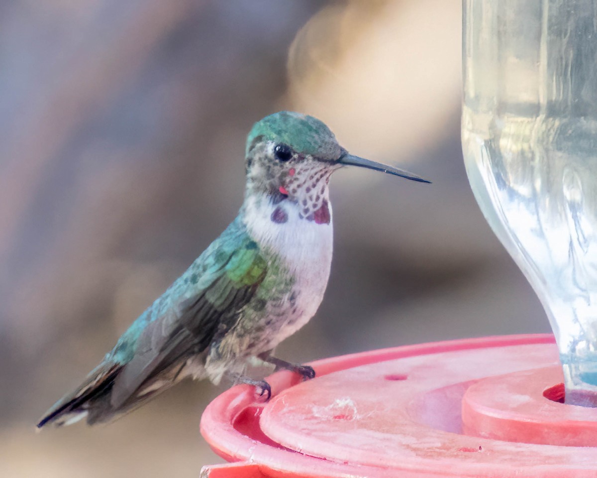 Broad-tailed Hummingbird - ML557059961