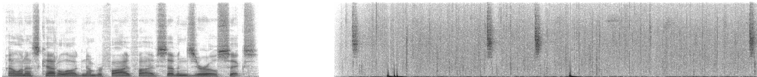 Keilschnabel-Baumsteiger [spirurus-Gruppe] - ML55706