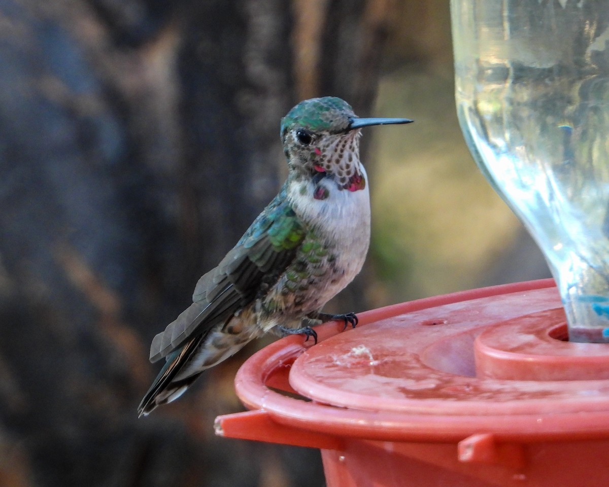 Broad-tailed Hummingbird - ML557060511