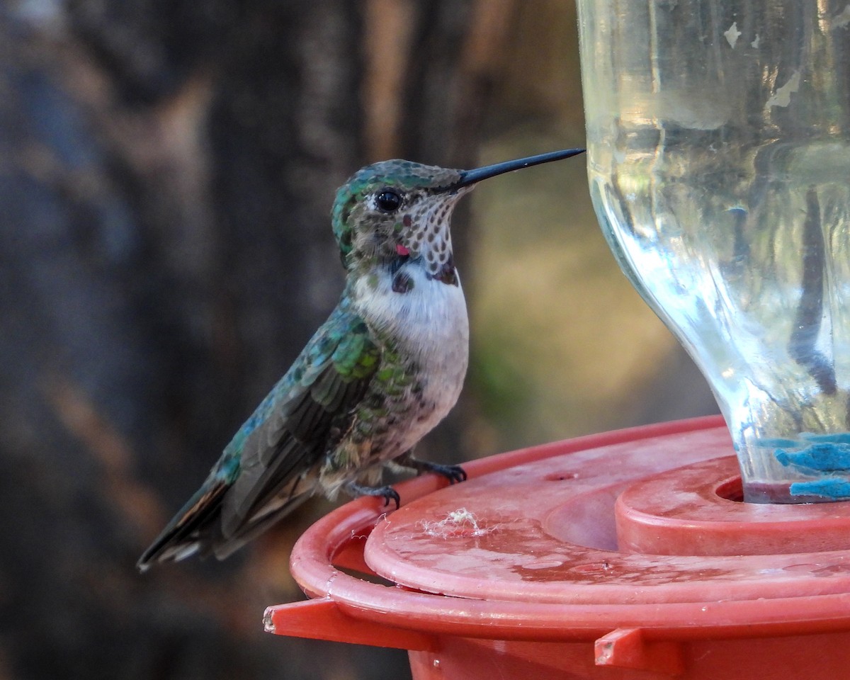 Colibri à queue large - ML557060521