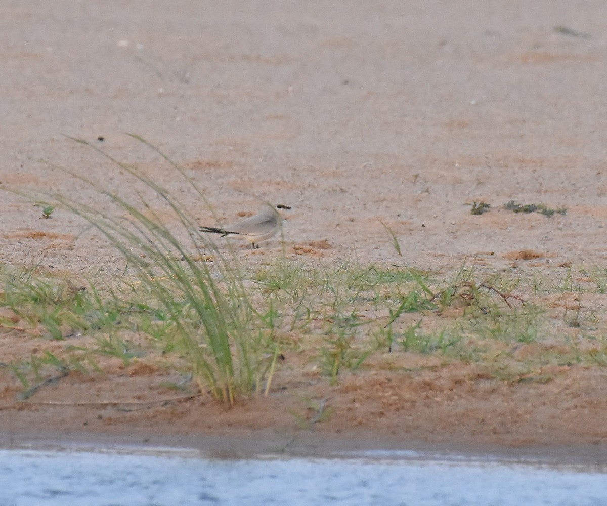 Small Pratincole - ML55706201