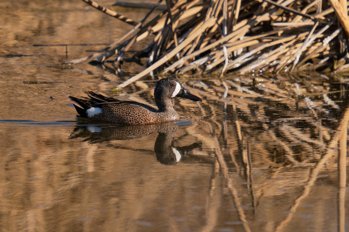 Blue-winged Teal - ML557062141