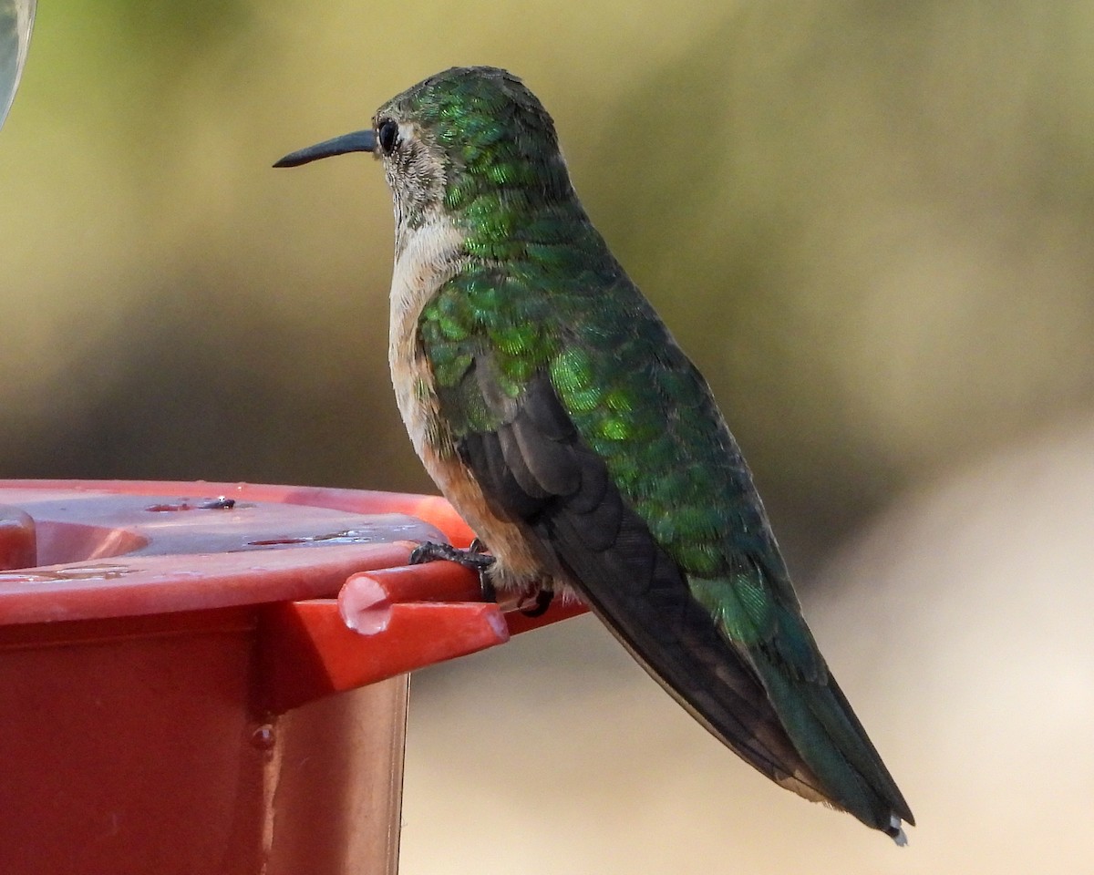 Colibri à queue large - ML557062321