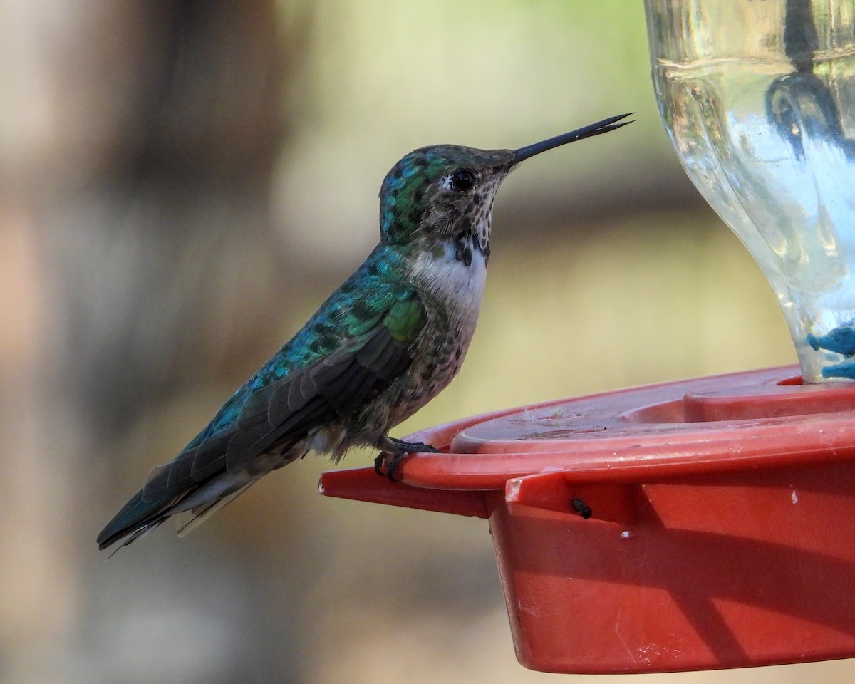 Broad-tailed Hummingbird - ML557062331