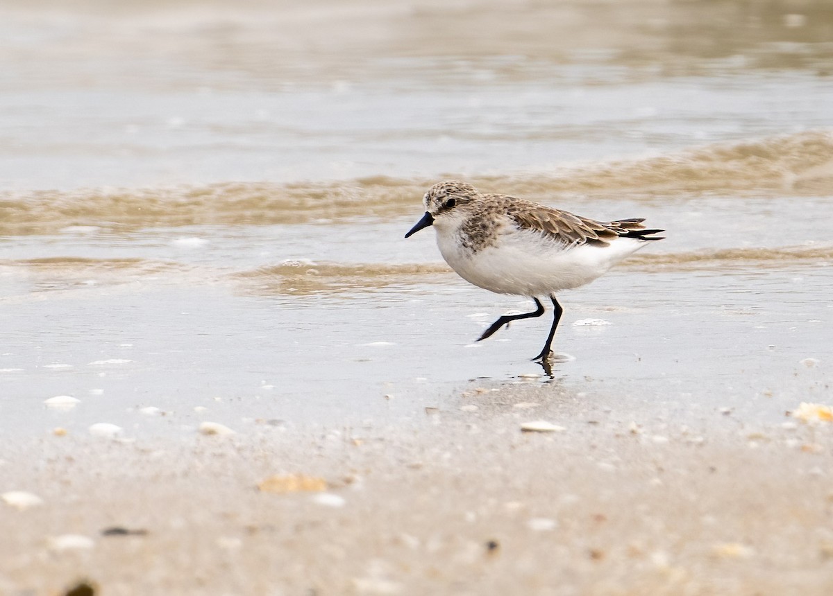 Rotkehl-Strandläufer - ML557062711