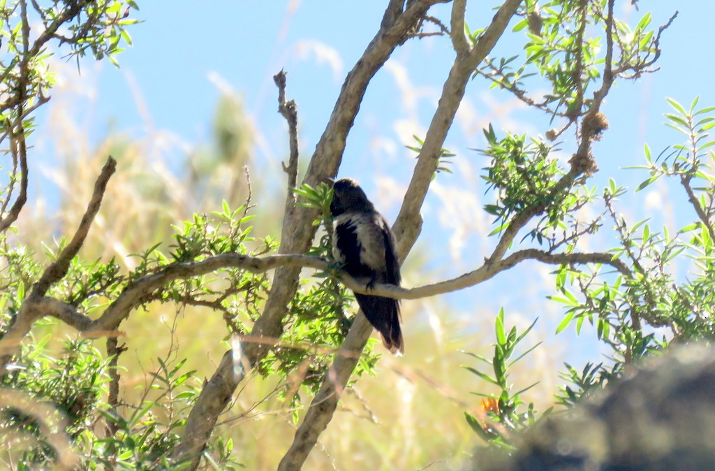 White-sided Hillstar - ML557062871