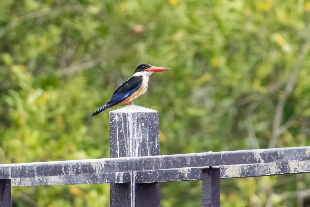 Black-capped Kingfisher - Mel Senac
