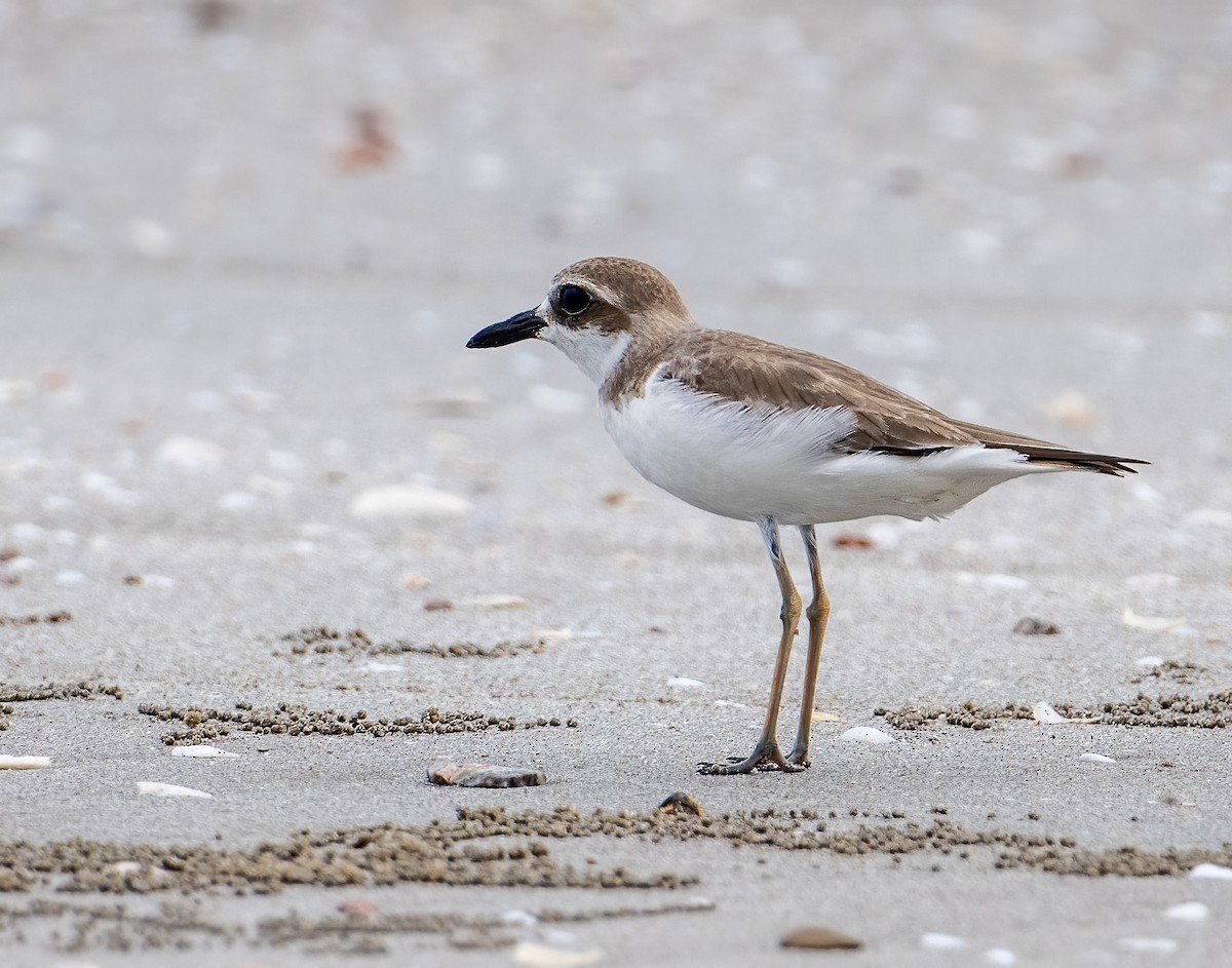 Greater Sand-Plover - ML557063911