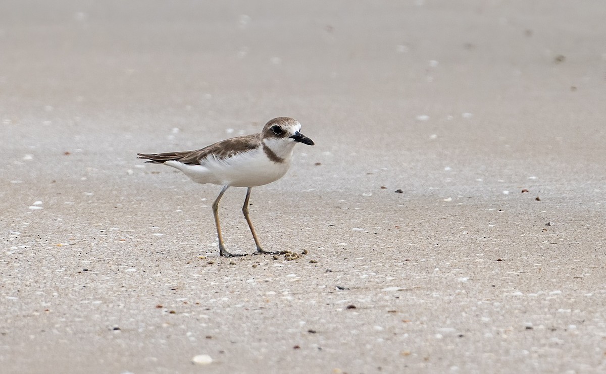 Greater Sand-Plover - ML557064041