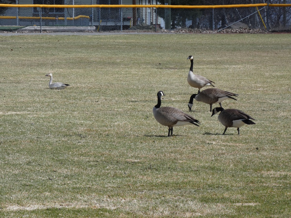 Snow Goose - ML557064551