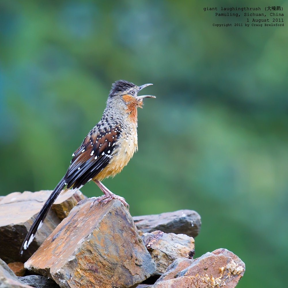 Giant Laughingthrush - Craig Brelsford