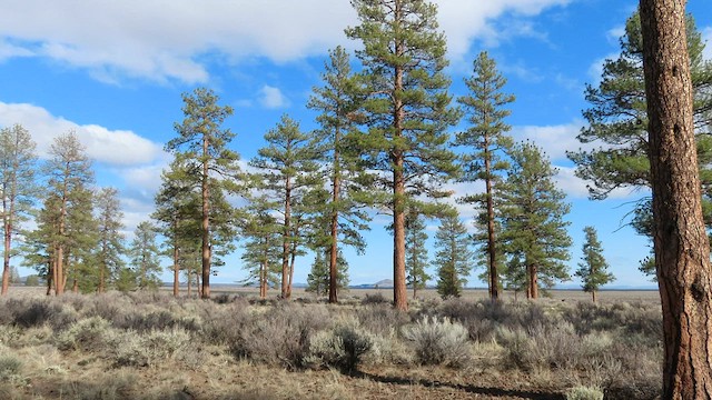 Pinyon Jay - ML557065181