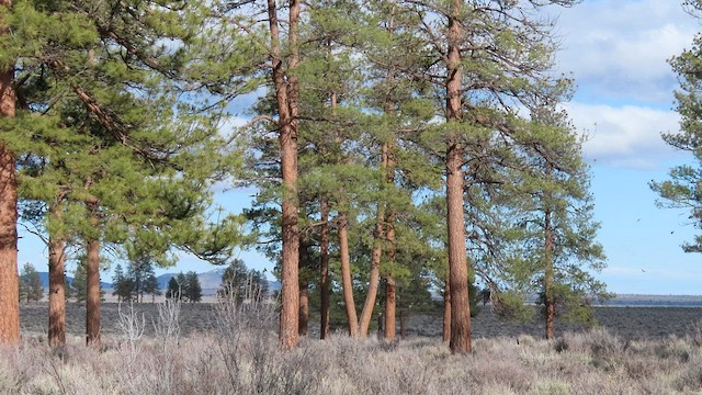 Pinyon Jay - ML557065361