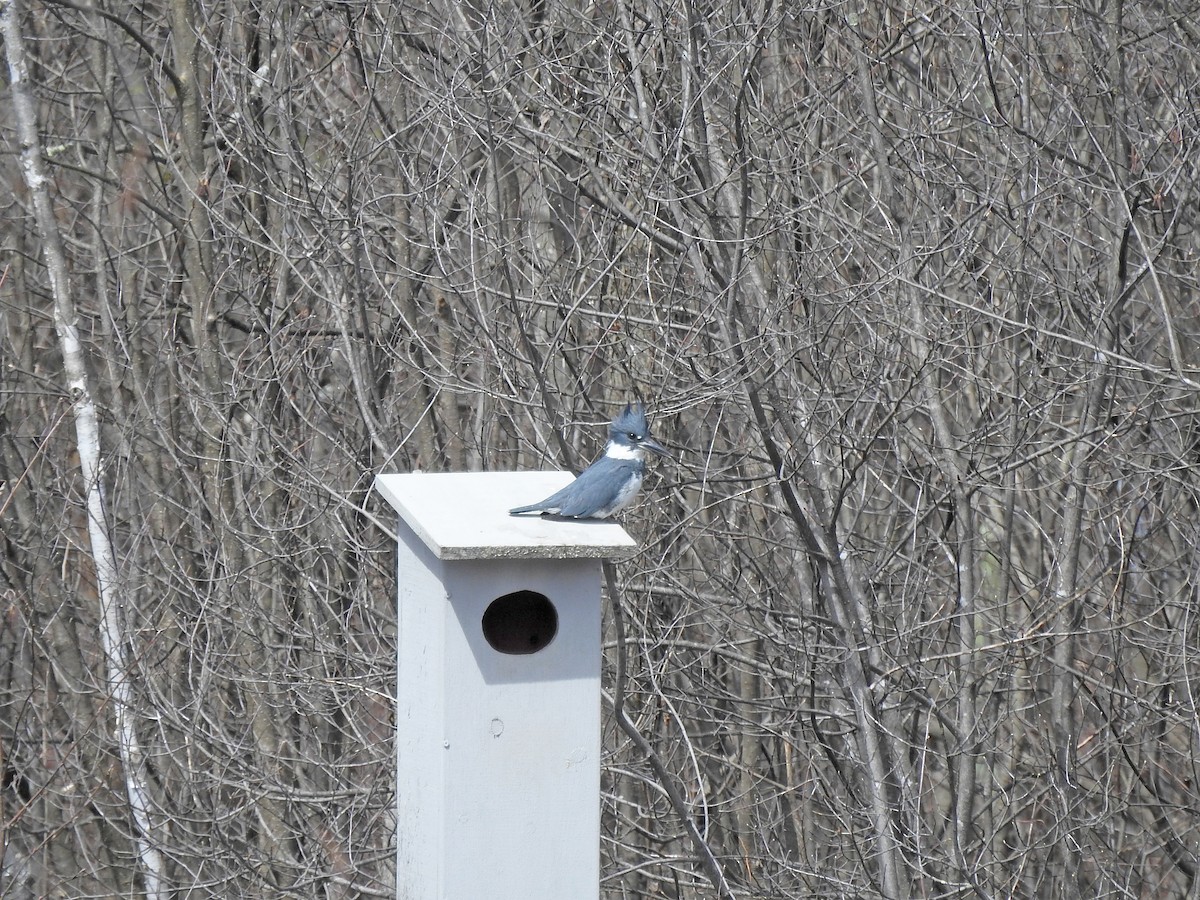 Belted Kingfisher - ML557065461