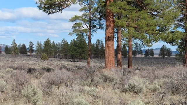 Pinyon Jay - ML557065521