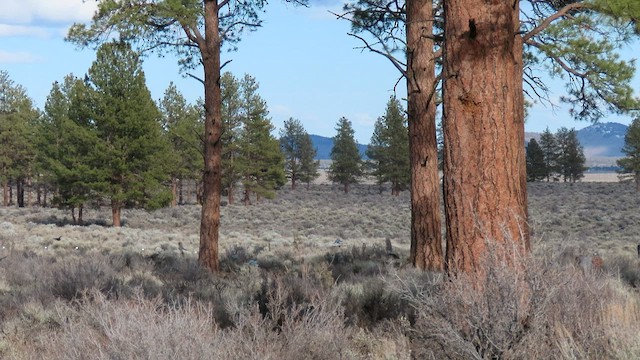 Pinyon Jay - ML557065601