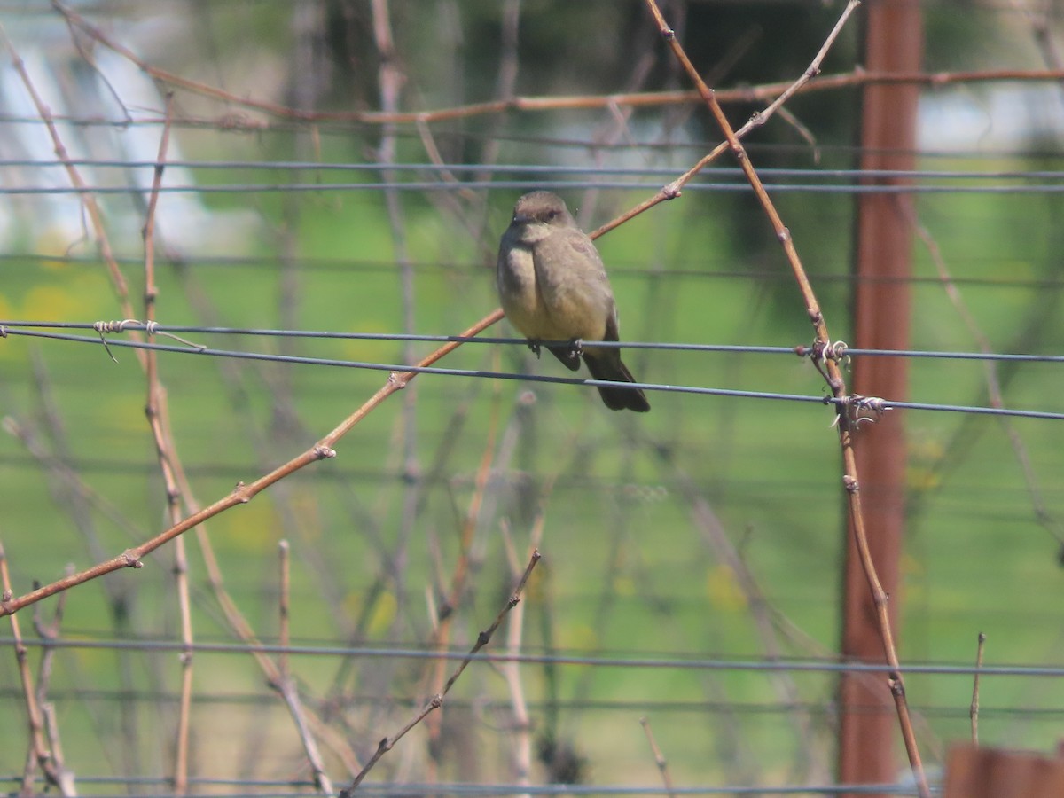 Say's Phoebe - Cordia Sammeth