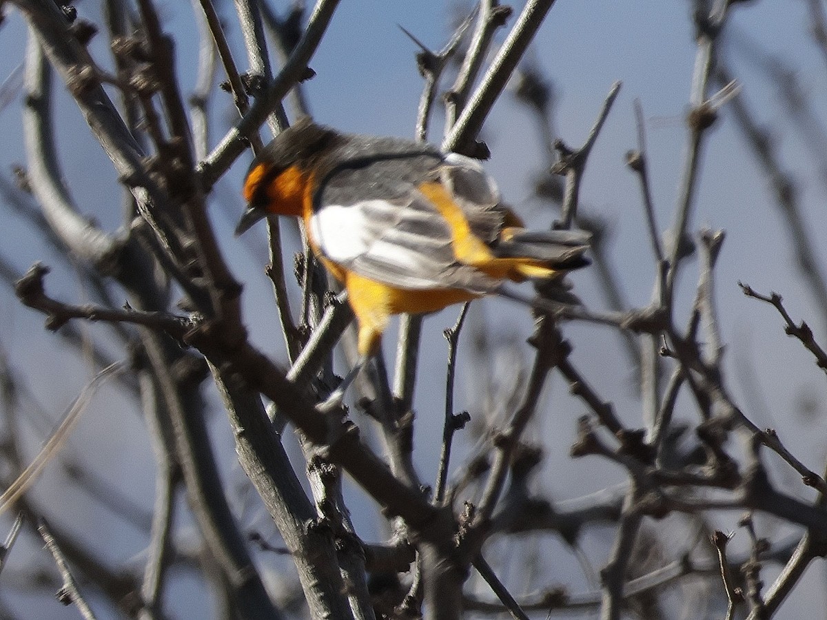 Bullock's Oriole - Michael Delesantro