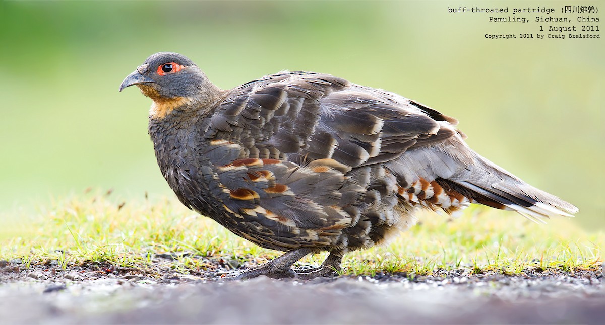 Buff-throated Monal-Partridge - Craig Brelsford