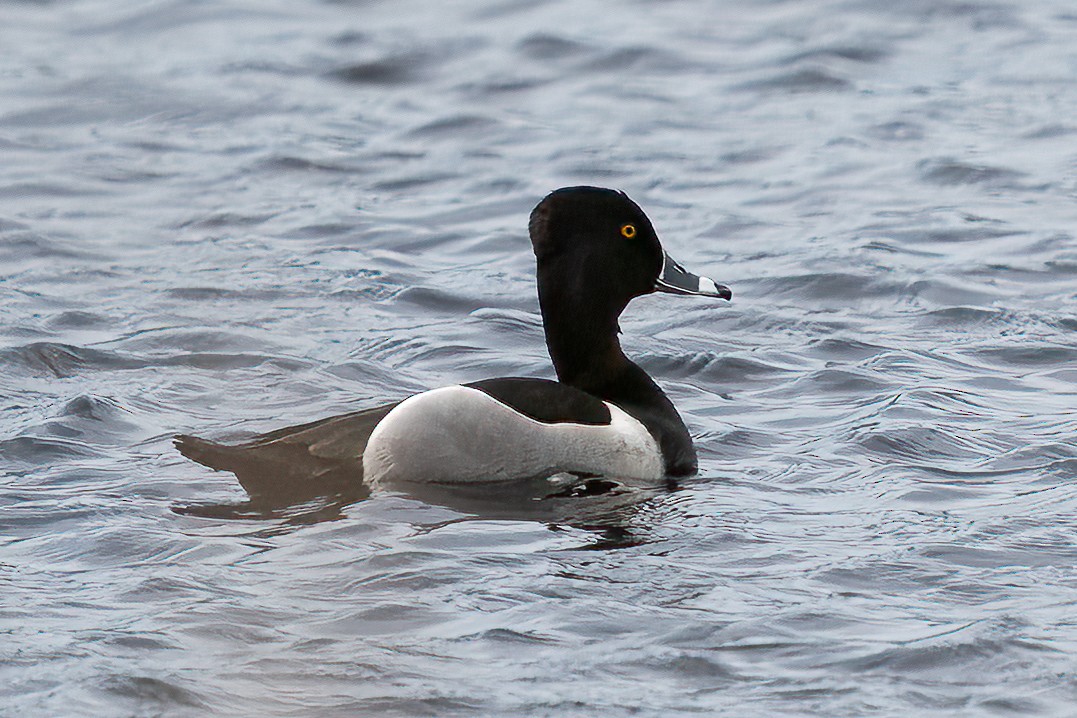 Ring-necked Duck - ML557067621