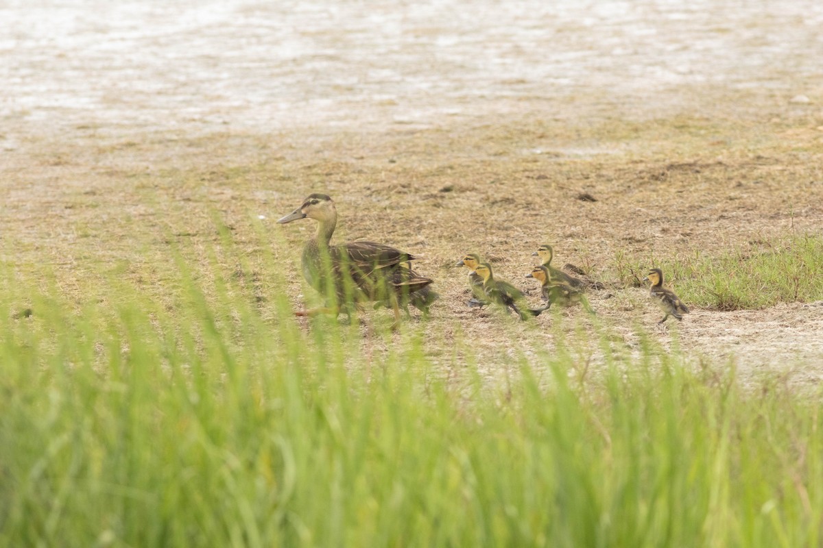 Mottled Duck - Jack Rogers