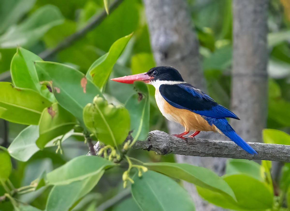 Black-capped Kingfisher - ML557068991