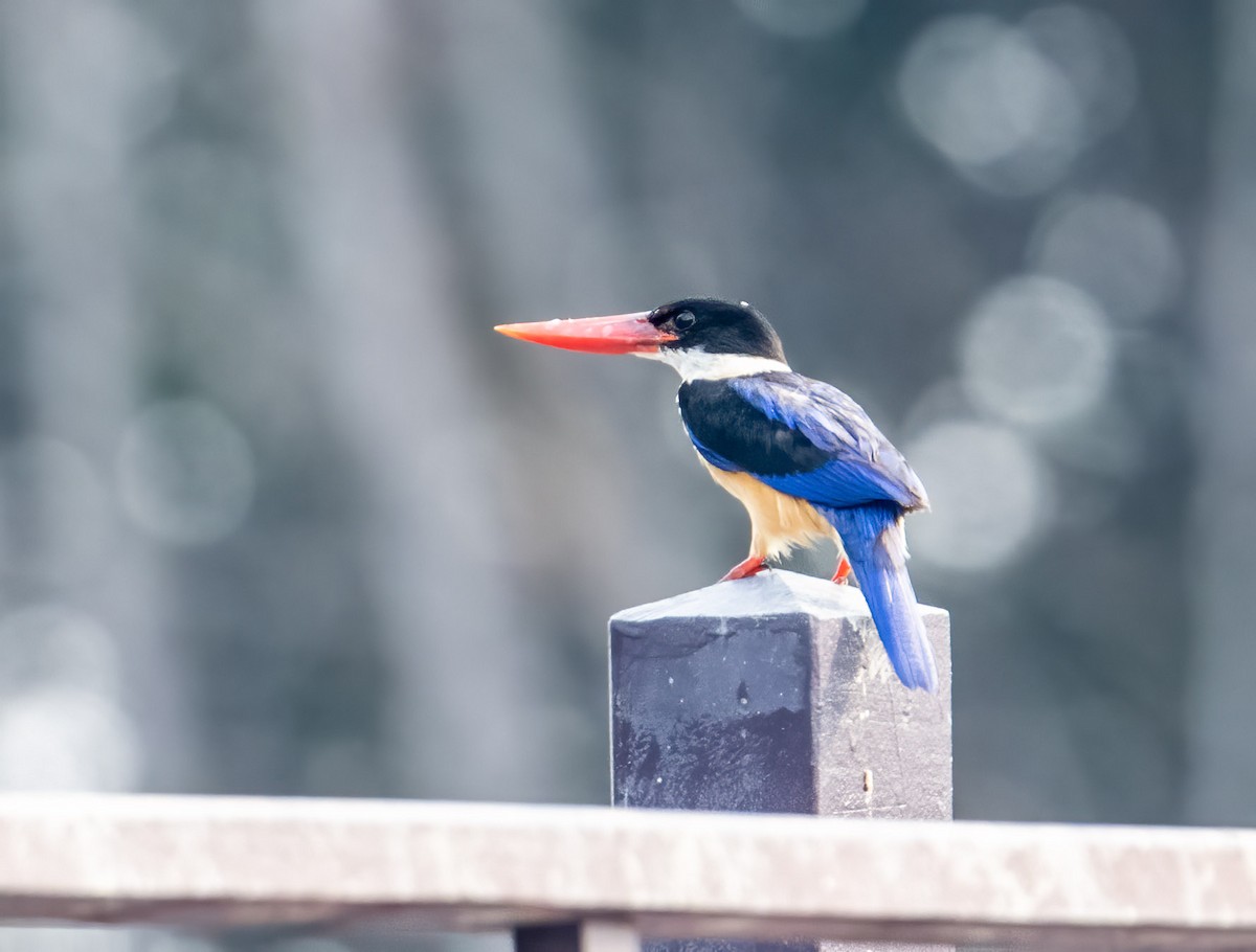 Black-capped Kingfisher - ML557069061