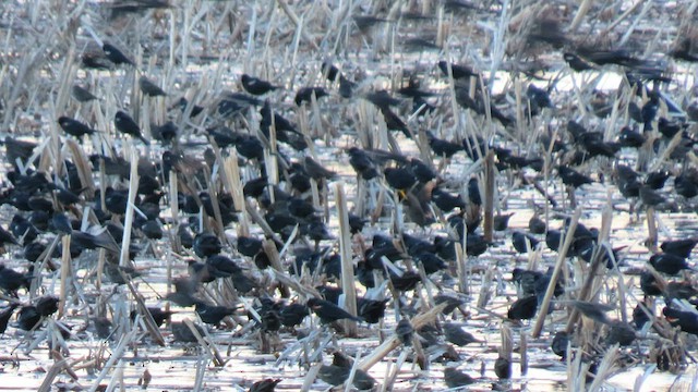 Tricolored Blackbird - ML557069851