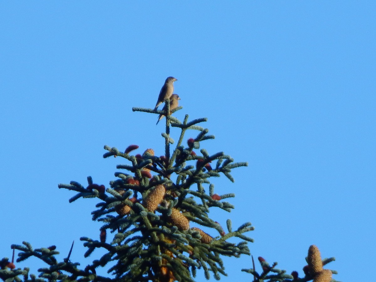 Вечерний дубонос - ML557070461