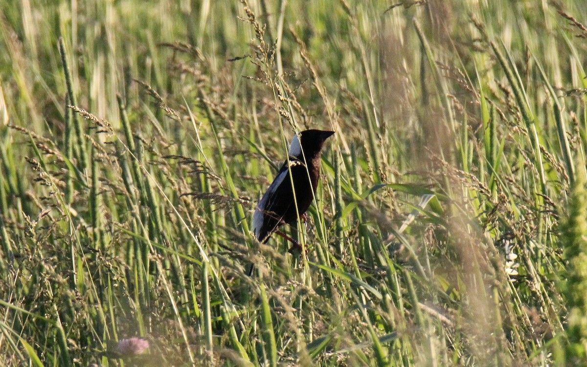 bobolink - ML557071261