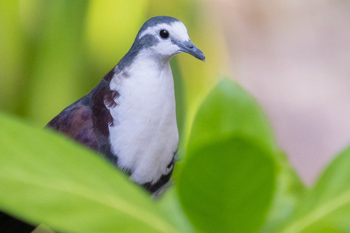 Polynesian Ground Dove - ML557071731