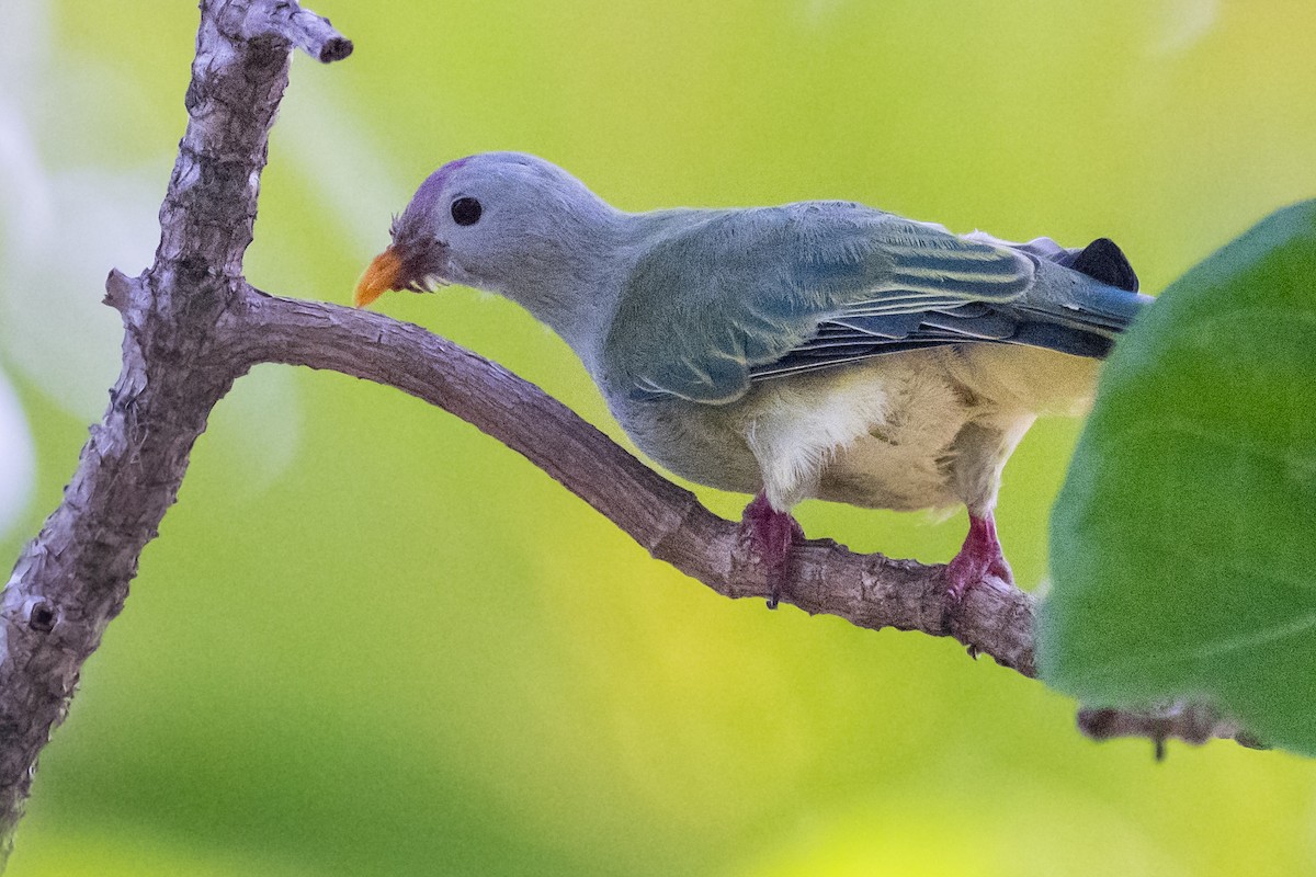 Atoll Fruit-Dove - ML557071741