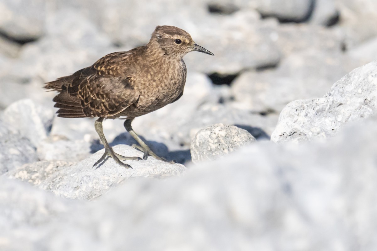 Tuamotu Sandpiper - ML557071791