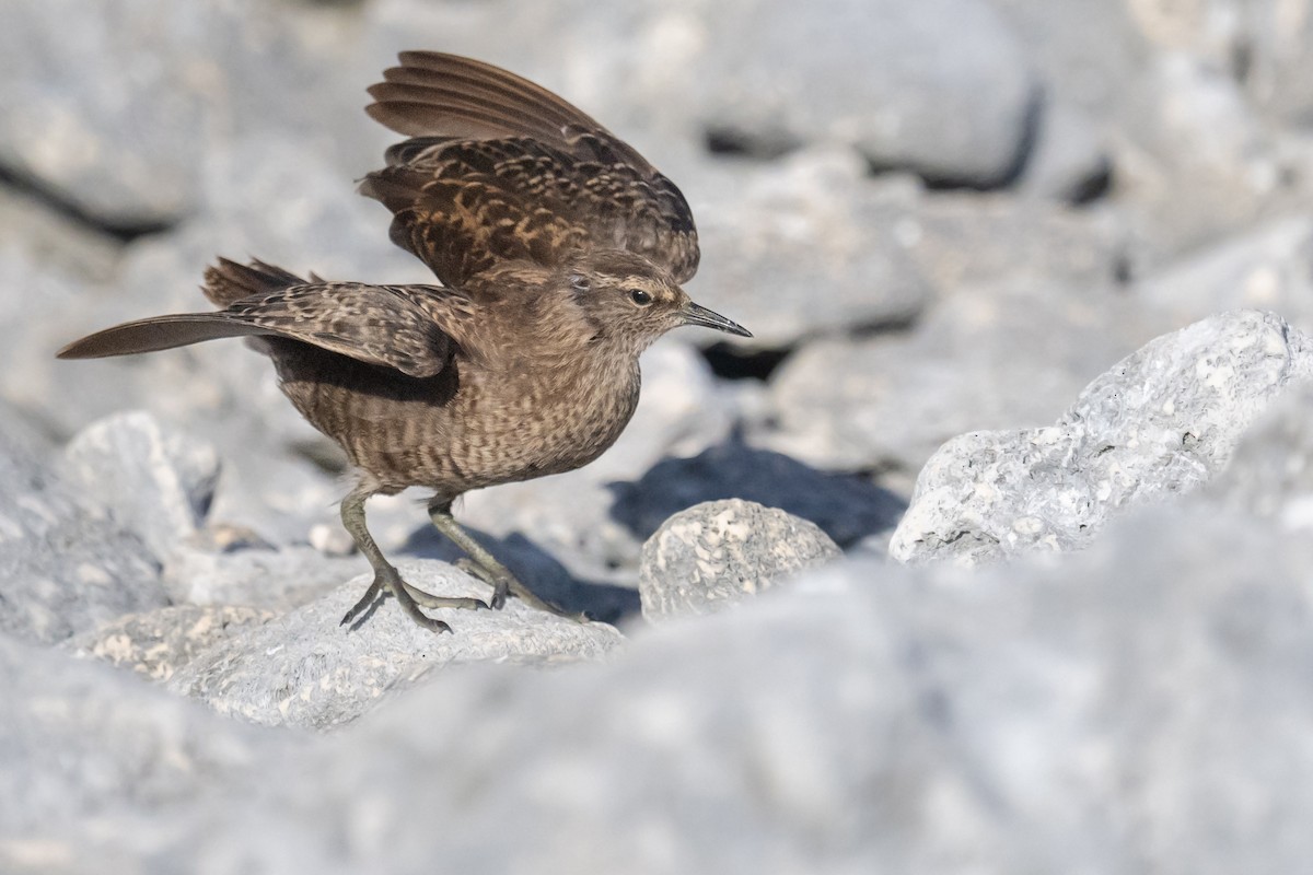 Tuamotu Sandpiper - ML557071811