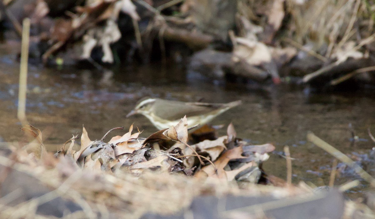 Louisiana Waterthrush - Michael Yellin