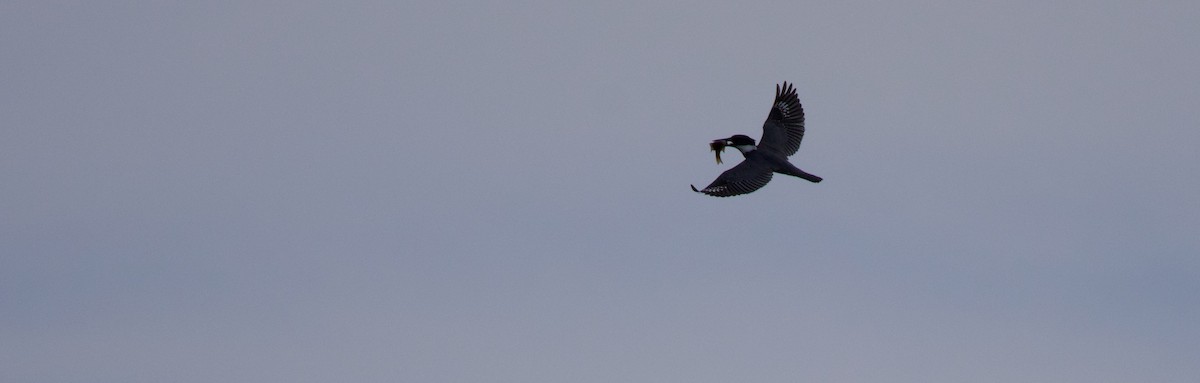 Belted Kingfisher - ML557072001