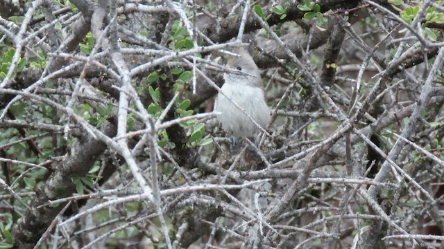 Oak Titmouse - ML557072891