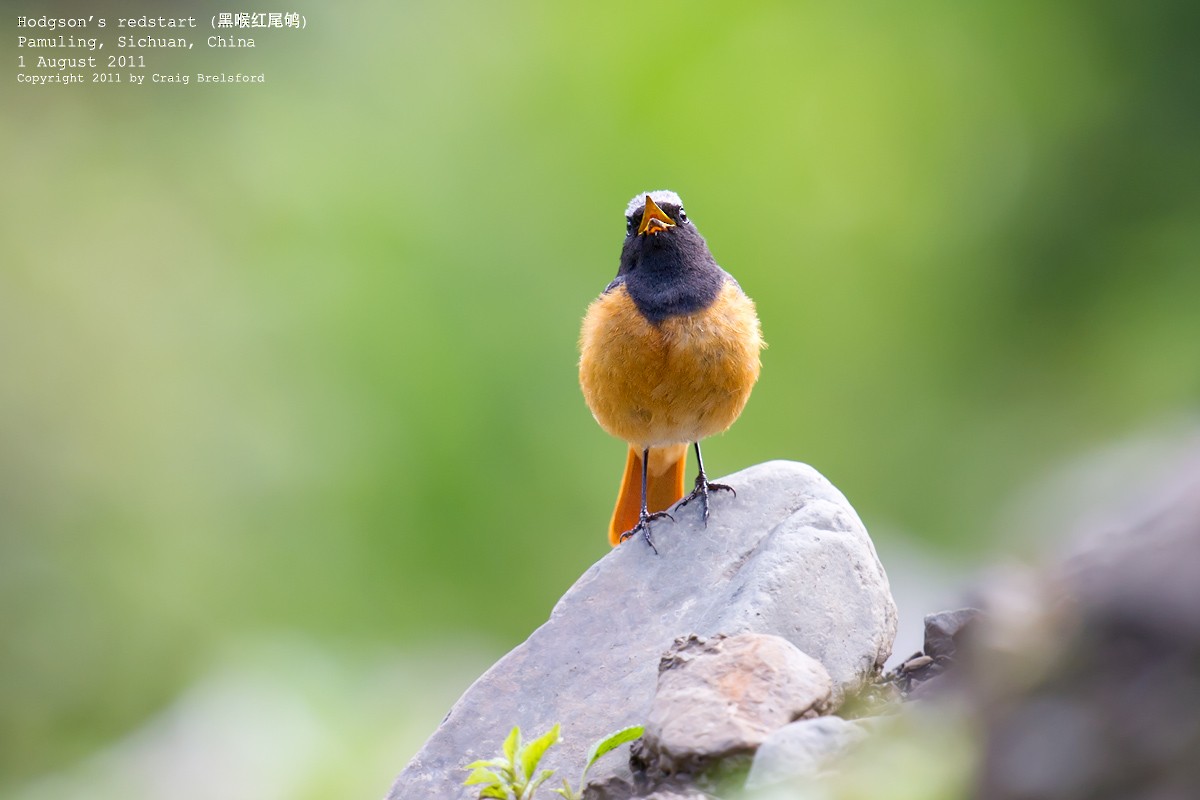 Hodgson's Redstart - Craig Brelsford