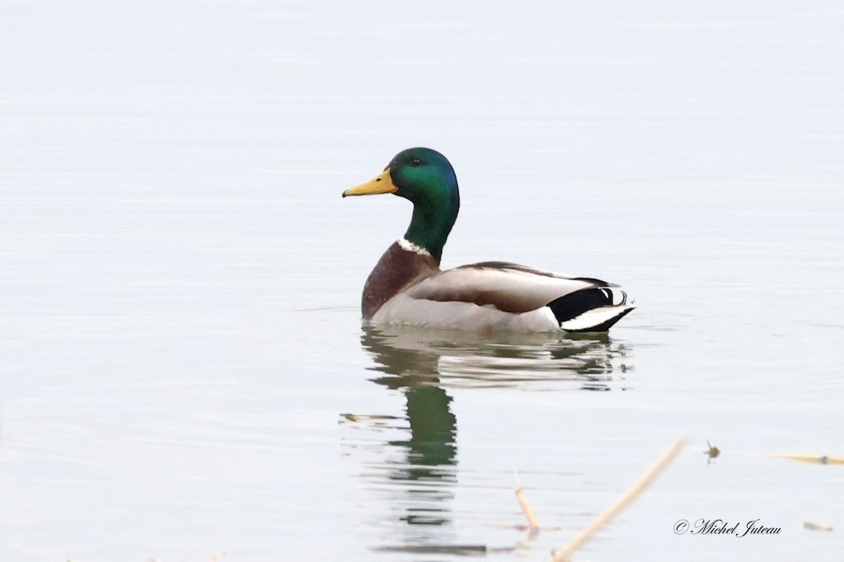 Mallard - ML557073041