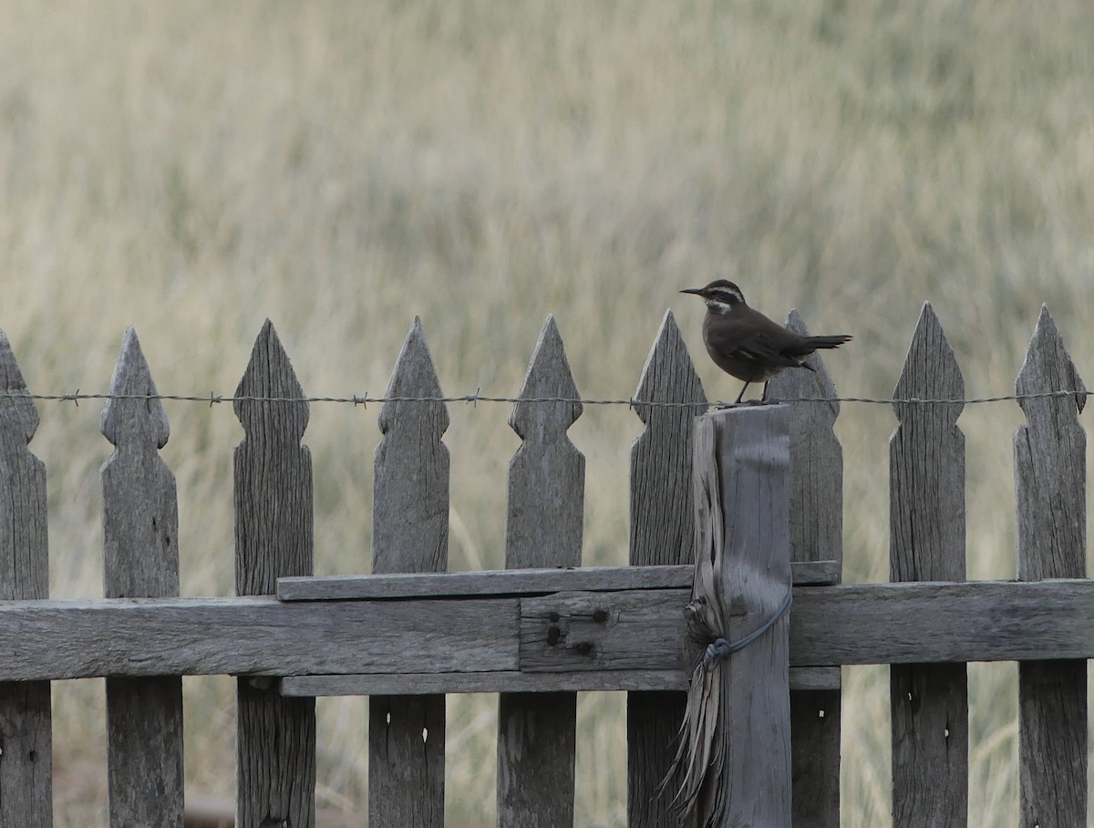 Dark-bellied Cinclodes - ML557073591