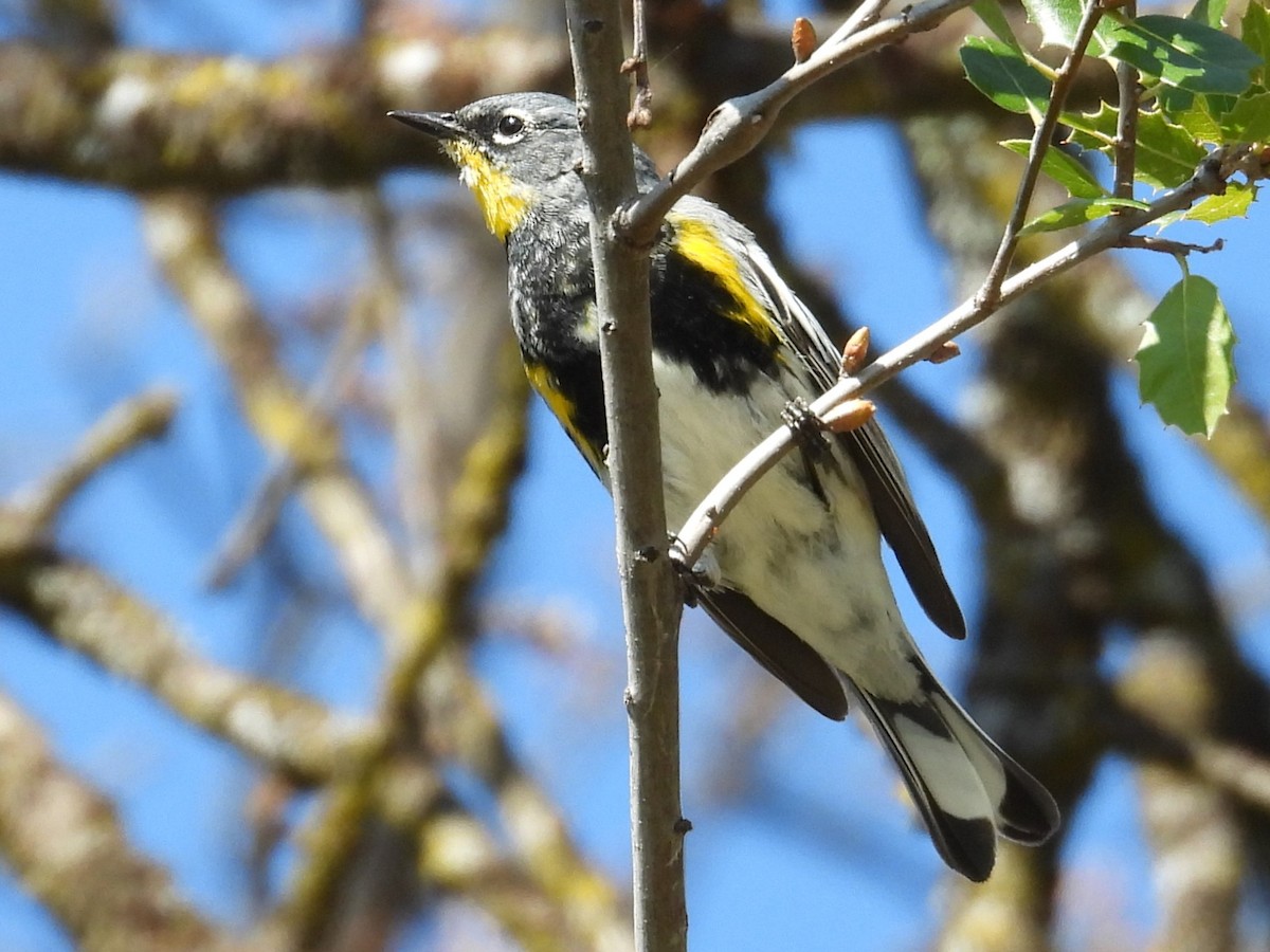 Yellow-rumped Warbler - ML557074851