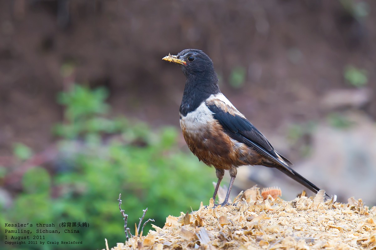 White-backed Thrush - ML55707521