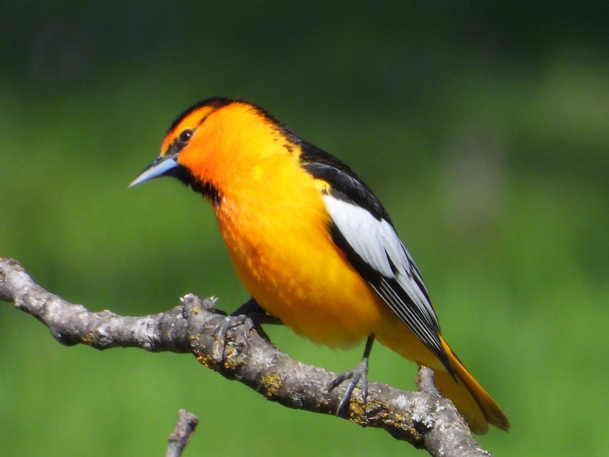 Bullock's Oriole - ML557075351