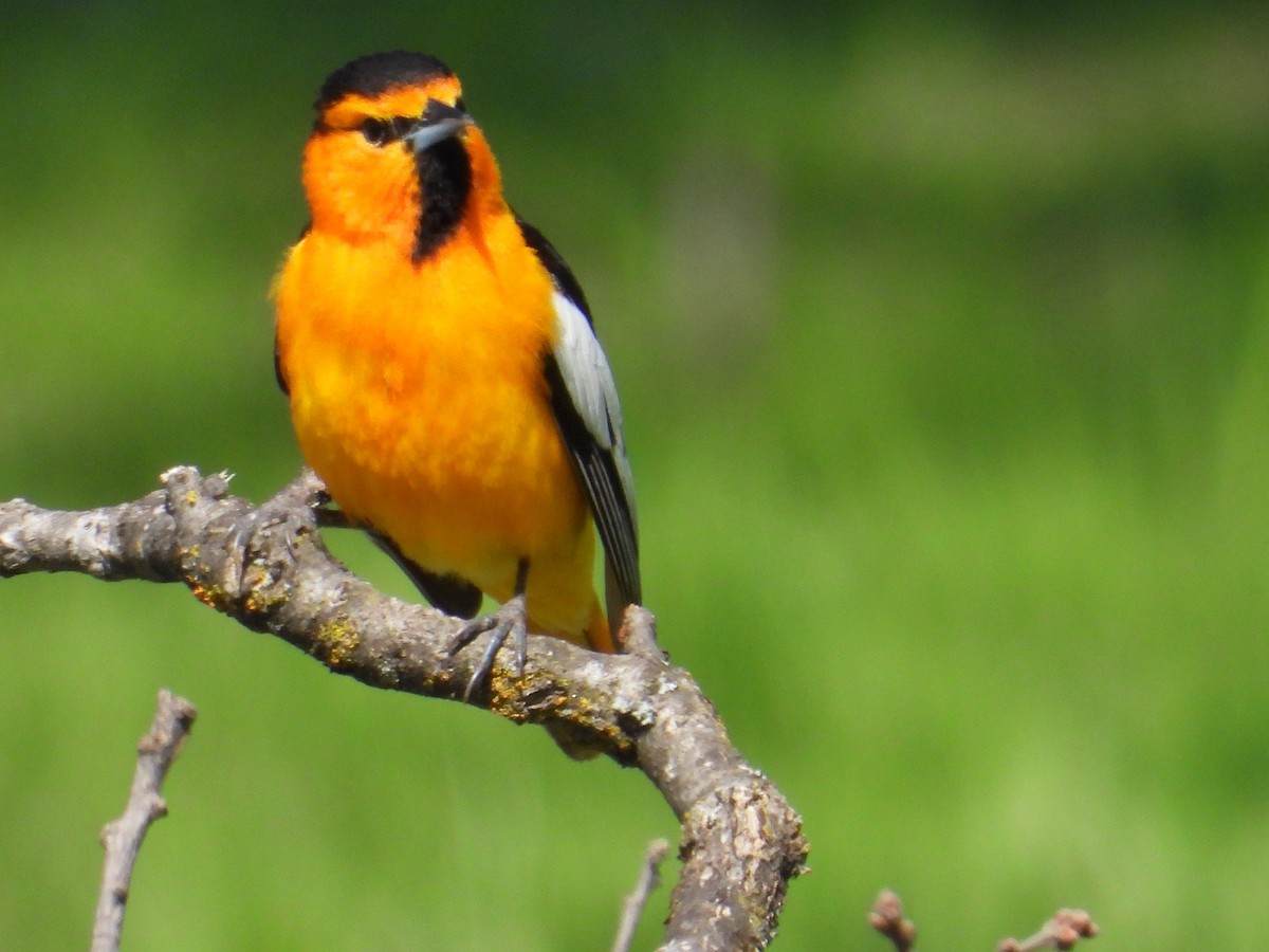 Bullock's Oriole - ML557075361