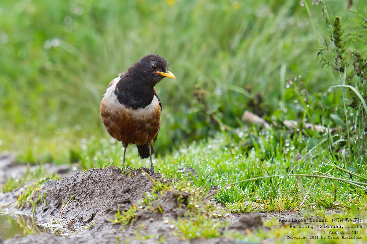 White-backed Thrush - ML55707541