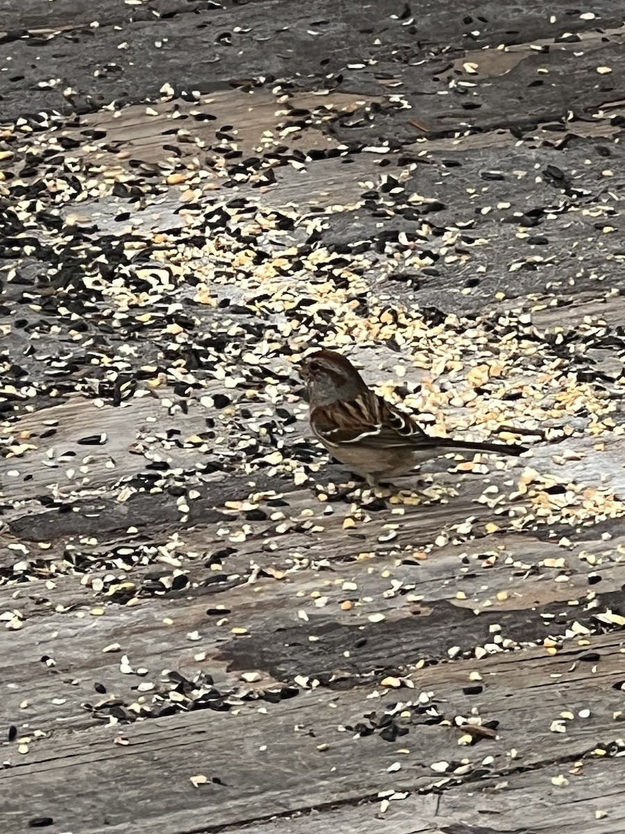 American Tree Sparrow - ML557076121