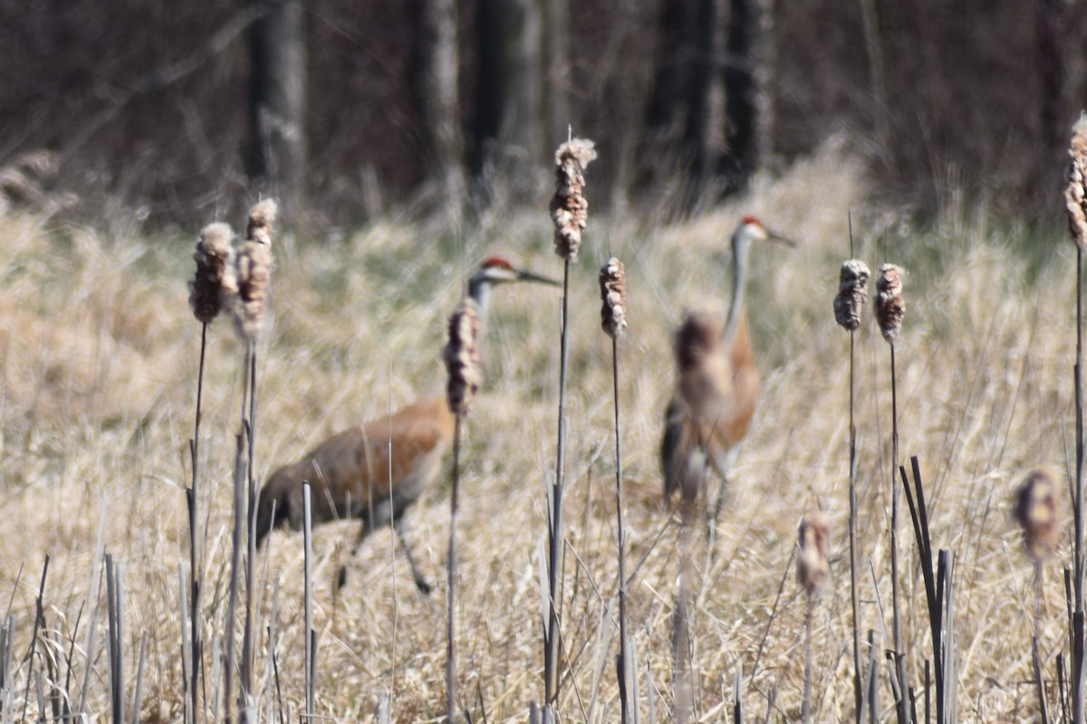 Sandhill Crane - ML557076631