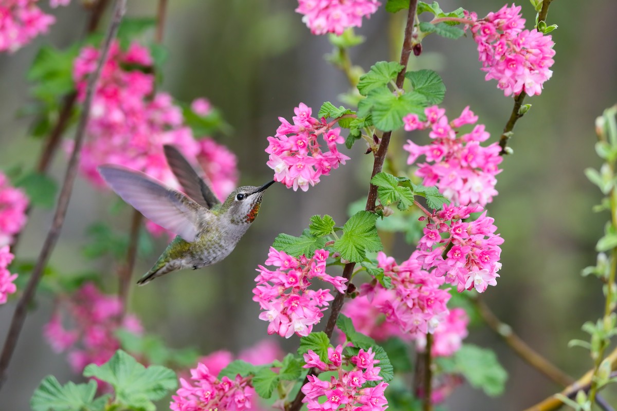 Colibrí de Anna - ML557076791