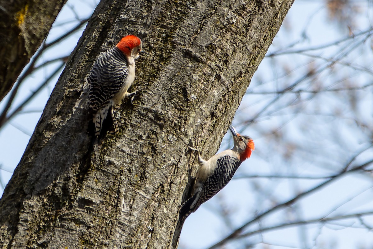 Red-bellied Woodpecker - ML557076851